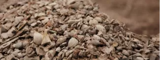 Palm Kernel Shell Pelletizing Solutions: How Biomass Pellet Machines Transform Waste into Energy