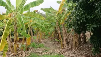 The Preprocessing Revolution: Overcoming High-Fiber Biomass Pelletization Challenges with Advanced Biomass Pellet Machines