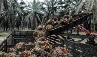 Indonesia's Biomass Bounty: Where Raw Materials Flow for Pellet Production (and the Machines to Harness It)