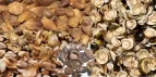 Biomass Raw Materials in Southeast Asia: Optimized Pellet Production Line Solutions