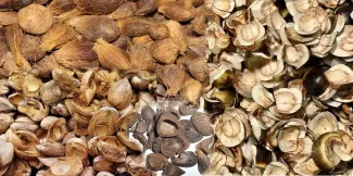 Biomass Raw Materials in Southeast Asia: Optimized Pellet Production Line Solutions